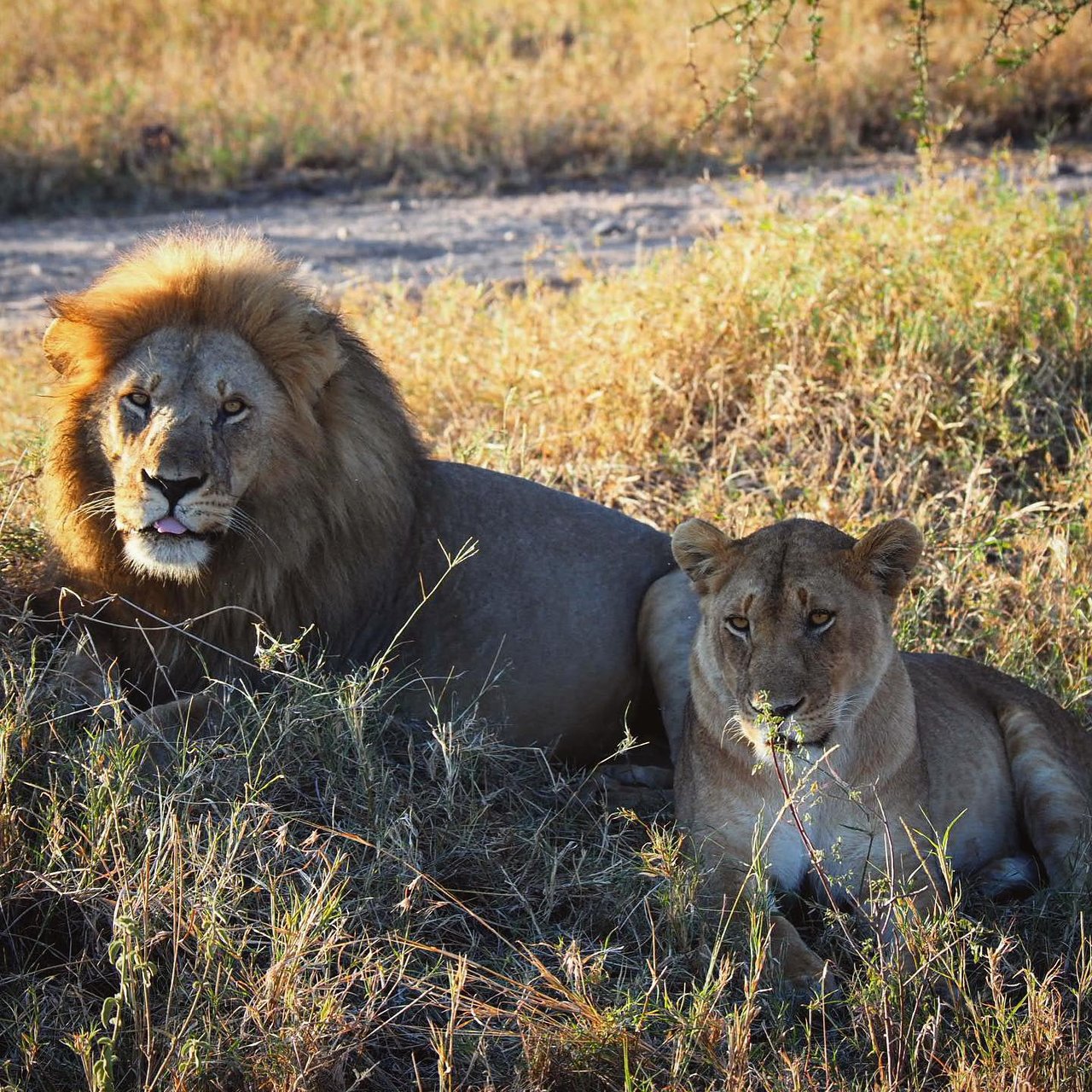 5 Days Wildebeest Migration Fly Out Safari