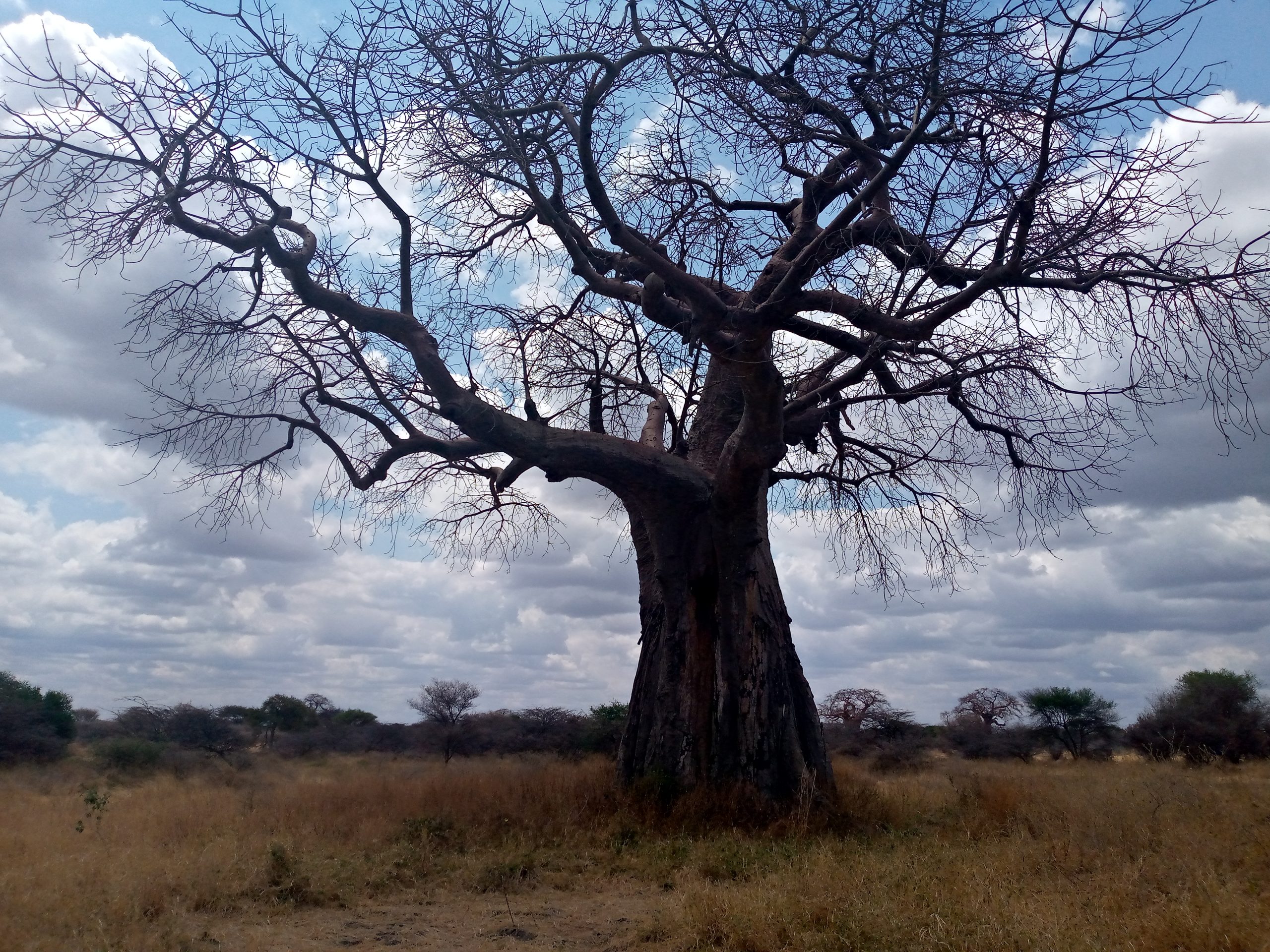 4 Days Safari to Serengeti National Park and Ngorongoro Crater