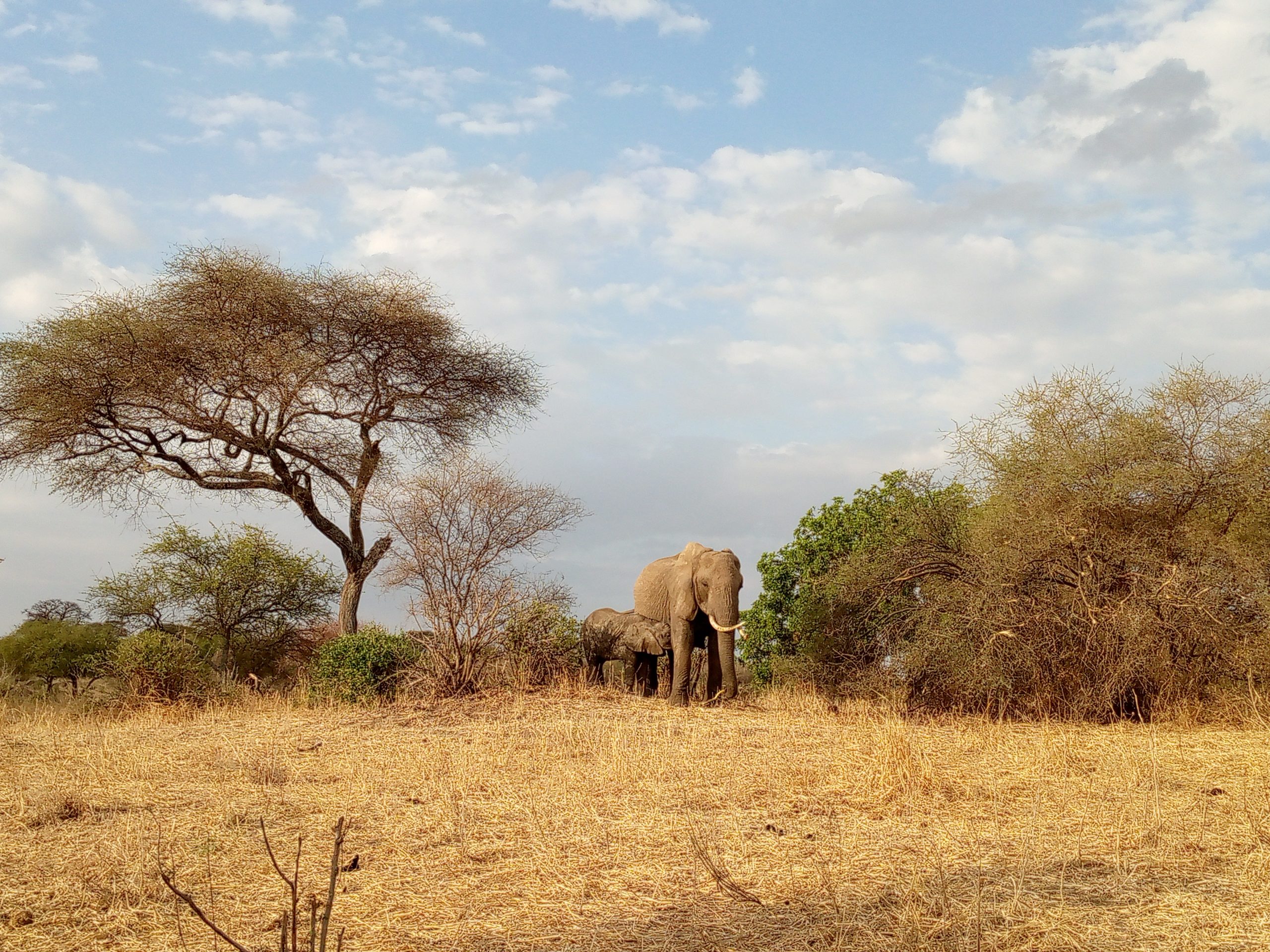 6 days Tented  Lodge Safari to  Serengeti, Ngorongoro Crater,Manyara and Tarangire