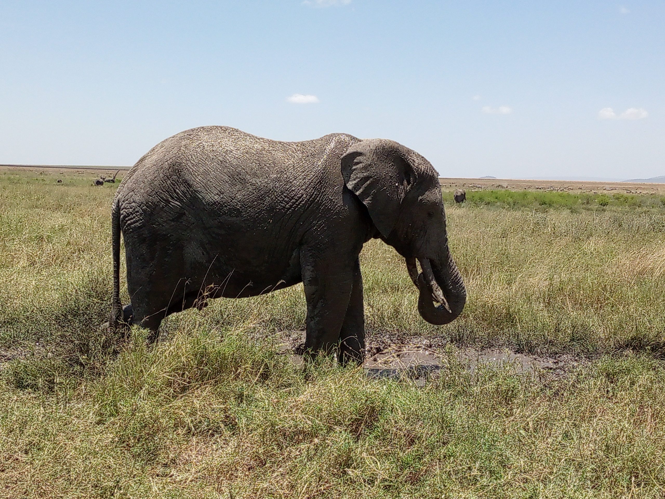4 Days Safari to Manyara, Ngorongoro Crater&Tarangire National Park