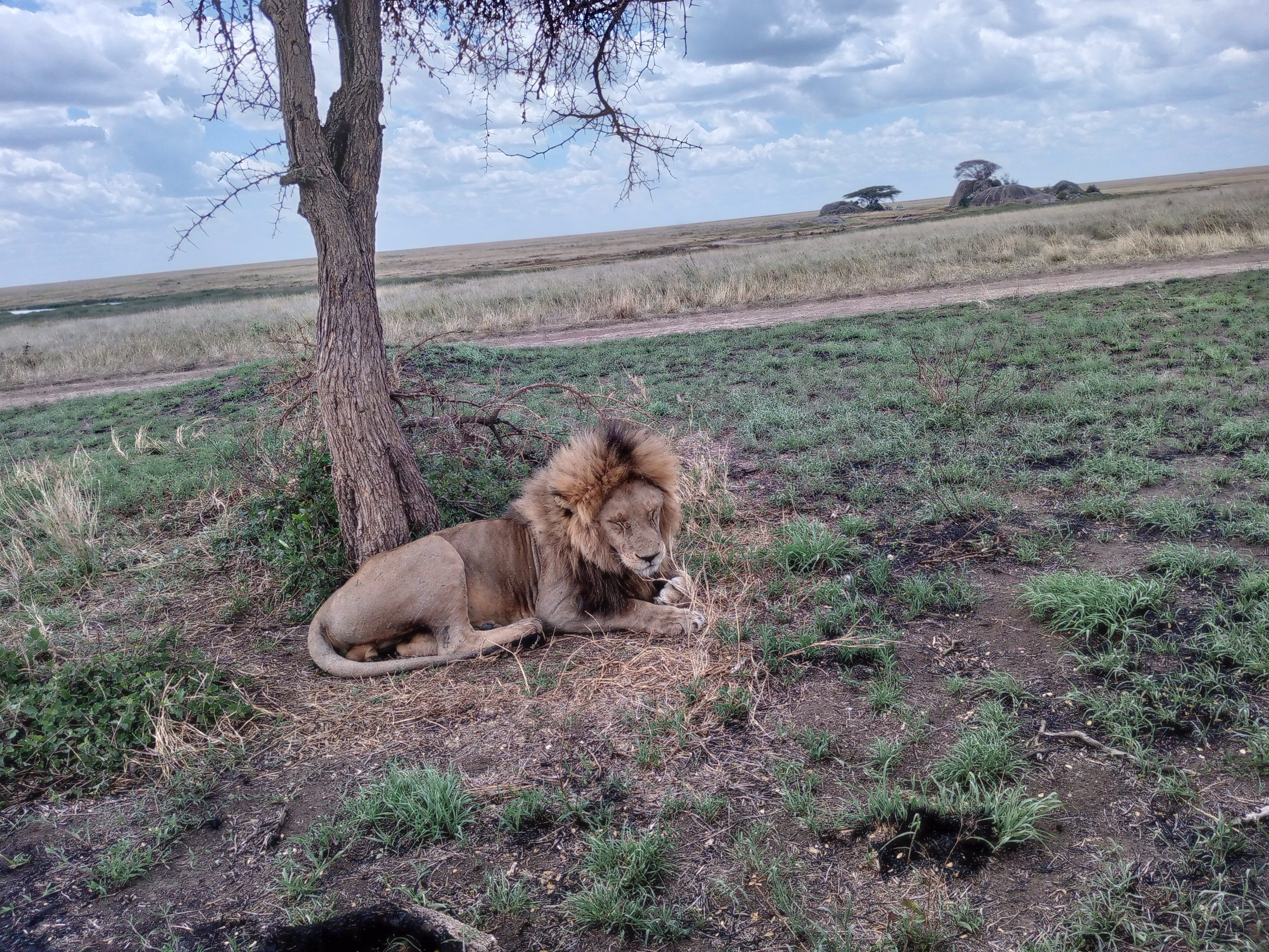 5 Days Safari to Serengeti,Ngorongoro Crater and Tarangire