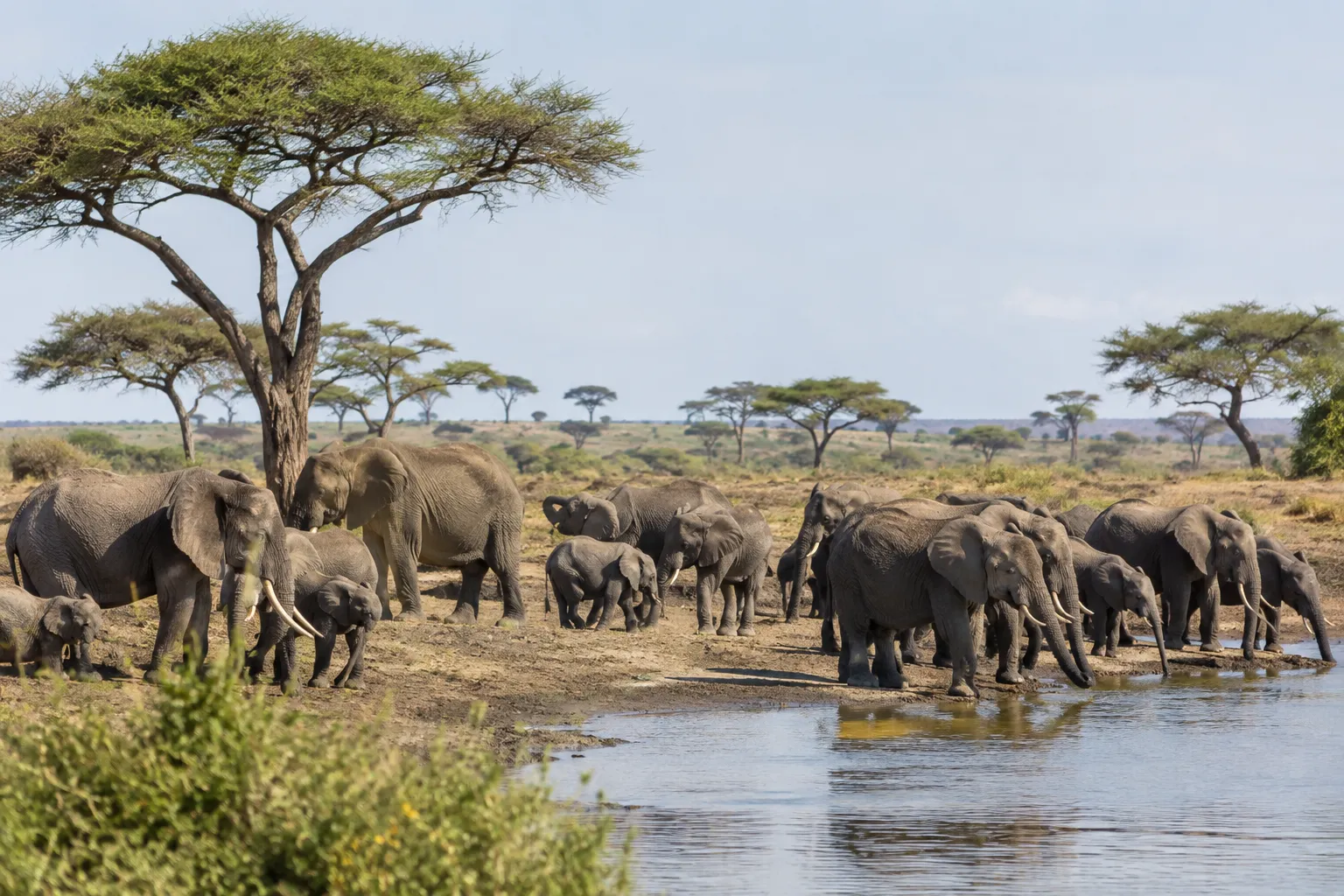 When wildlife gathers in Tarangire
